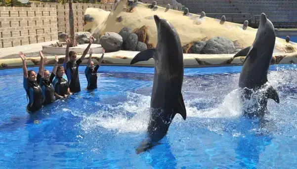 Aqualand Costa Adeje delfiny