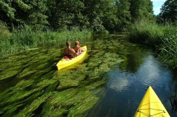 Spływ kajakowy Narew: Polska Amazonia trasy, ceny, atrakcje